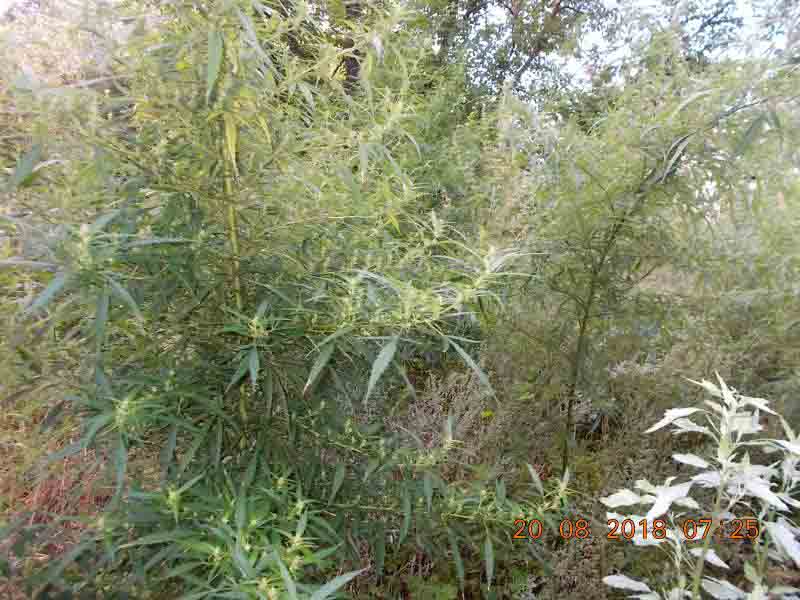 2018 08 bialoleka konopie 02