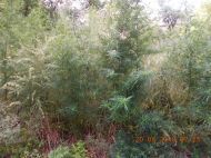 2018_08_bialoleka_konopie_01