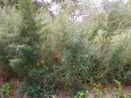 2018_08_bialoleka_konopie_04