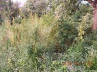 2018_08_bialoleka_konopie_06