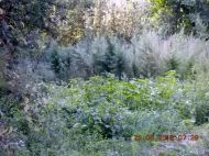 2018_08_bialoleka_konopie_07