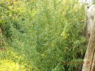 2018_08_bialoleka_konopie_08