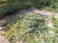 2018_08_bialoleka_konopie_09