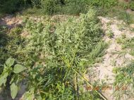 2018_08_bialoleka_konopie_10