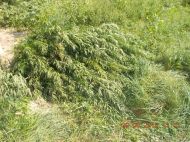 2018_08_bialoleka_konopie_11