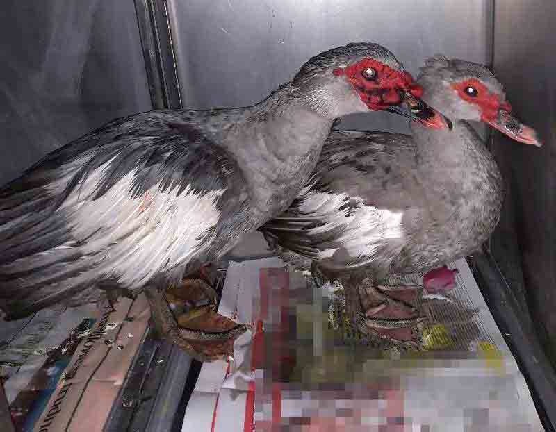 2018 11 kaczki pizmowki 01