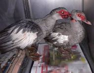 2018_11_kaczki_pizmowki_01