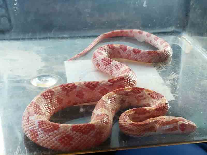 2018 11 waz zbozowy 01