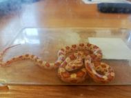 2018_11_waz_zbozowy_02