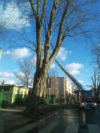 2019_01_niebezpieczne_konary_02