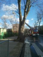 2019_01_niebezpieczne_konary_03