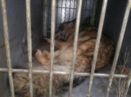 2019_01_wilk_wlochy_03