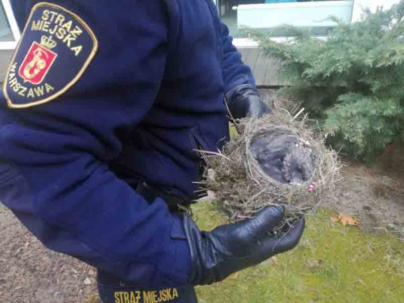 2019 04 kosy wawer 01