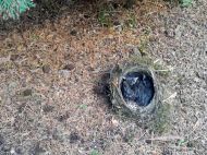 2019_04_kosy_wawer_02