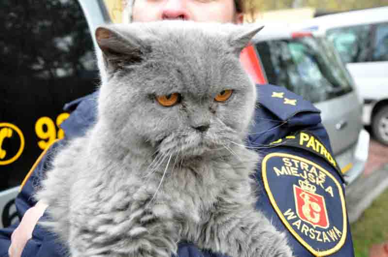 2019 04 kot brytyjczyk 01