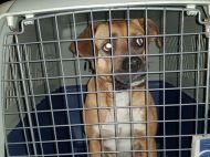 2019_04_pies_milosna_01