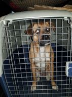 2019_04_pies_milosna_02