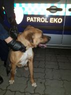 2019_04_pies_milosna_03