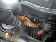 2019_05_waz_tajwanski_03