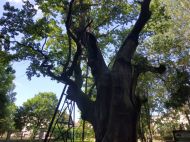 2019_06_dab_mieszko_03