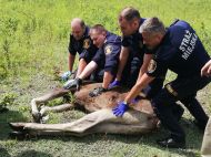 2019_05_los_sosnkowskiego_01