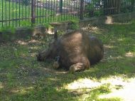 2019_05_los_sosnkowskiego_03