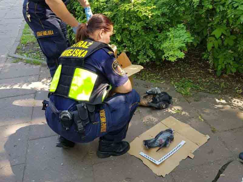 2019 06 padle ptaki 00