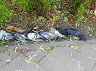 2019_06_padle_ptaki_01