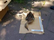 2019_06_padle_ptaki_02