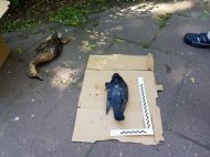 2019_06_padle_ptaki_03