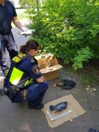 2019_06_padle_ptaki_06