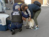 2019_10_uratowany_pies_01