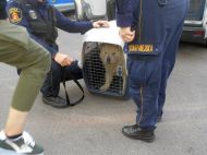 2019_10_uratowany_pies_03