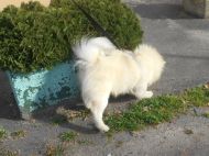 2019_10_uratowany_pies_04