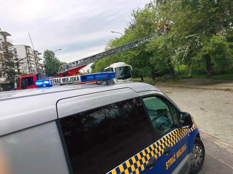 2020 09 chrzanowskiego konar 01