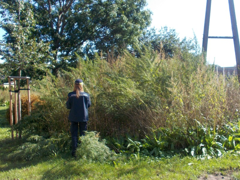 2020 09 wilanow konopie 01