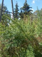 2020_09_wilanow_konopie_02