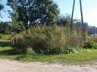 2020_09_wilanow_konopie_04