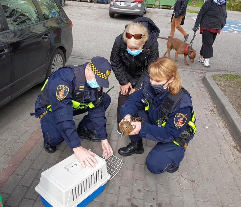 Strażnicy z Ekopatrolu wraz z mieszkańcami wkładają kaczki do transportera dla zwierząt