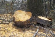 2021_04_olcha_brzeziny_02