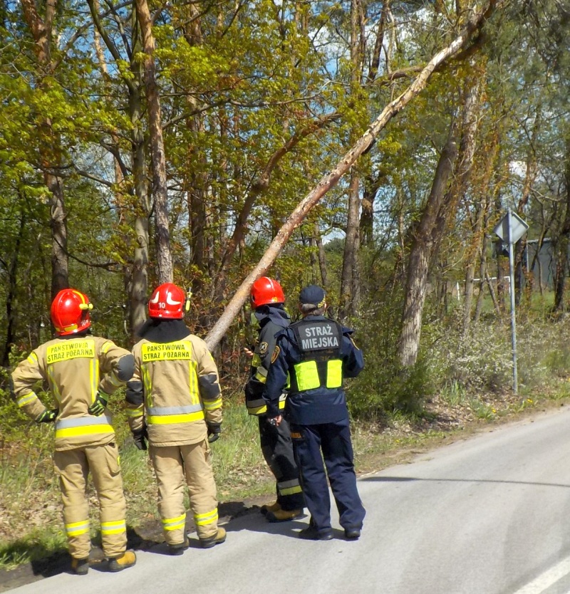 Strażnik i strażacy obserwujący drzewo zagrażające bezpieczeństwu