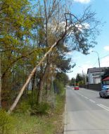 2021_05_drzewo_przyrzecze_02