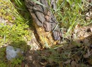 2021_05_drzewo_przyrzecze_03