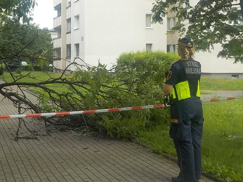 Strażniczka miejska stojąca przed taśmą wygradzającą teren. Za nią, w&nbsp;poprzek chodnika, leży złamany konar drzewa.