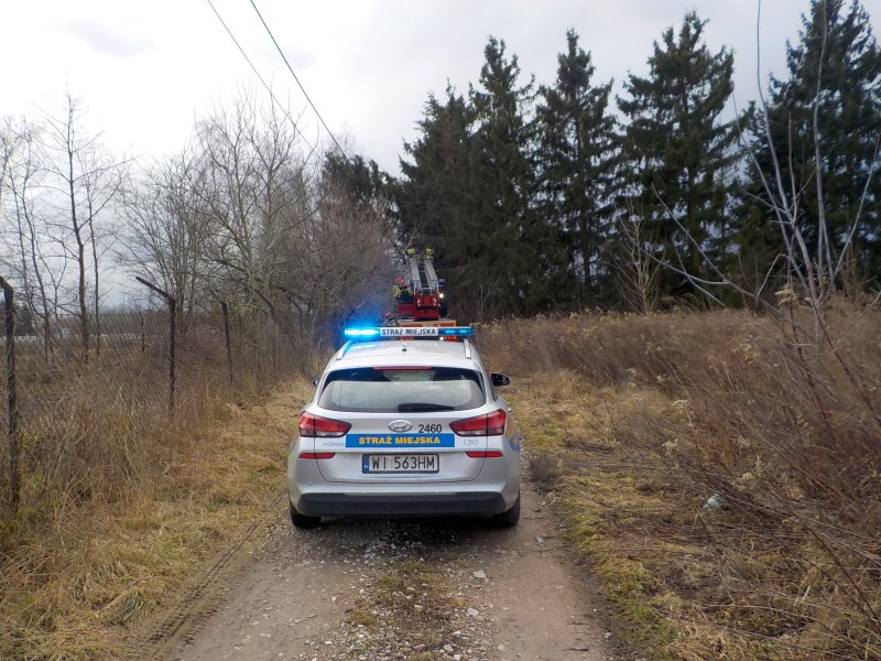 Zdjęcie z&nbsp;interwencji: radiowóz straży miejskiej stoi przed samochodem strażackim. Za nimi, w&nbsp;tle grupa drzew.