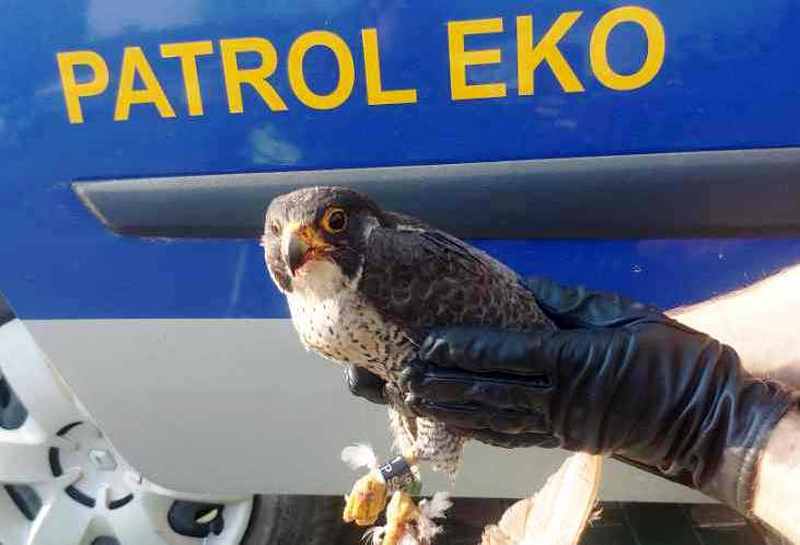 Zdjęcie z&nbsp;interwencji: strażnik miejski trzyma rannego sokoła na tle drzwi radiowozu Ekopatrolu.