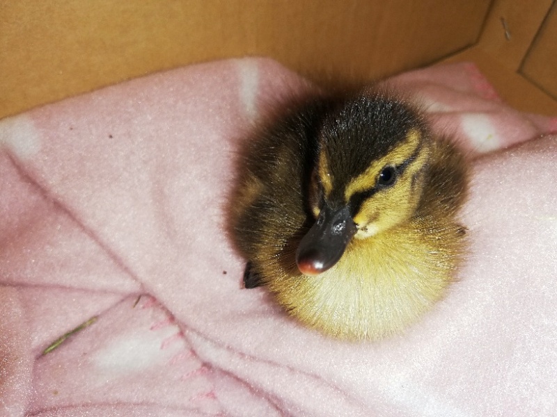 Kacze pisklę znalezione w&nbsp;Lesie Natolińskim.