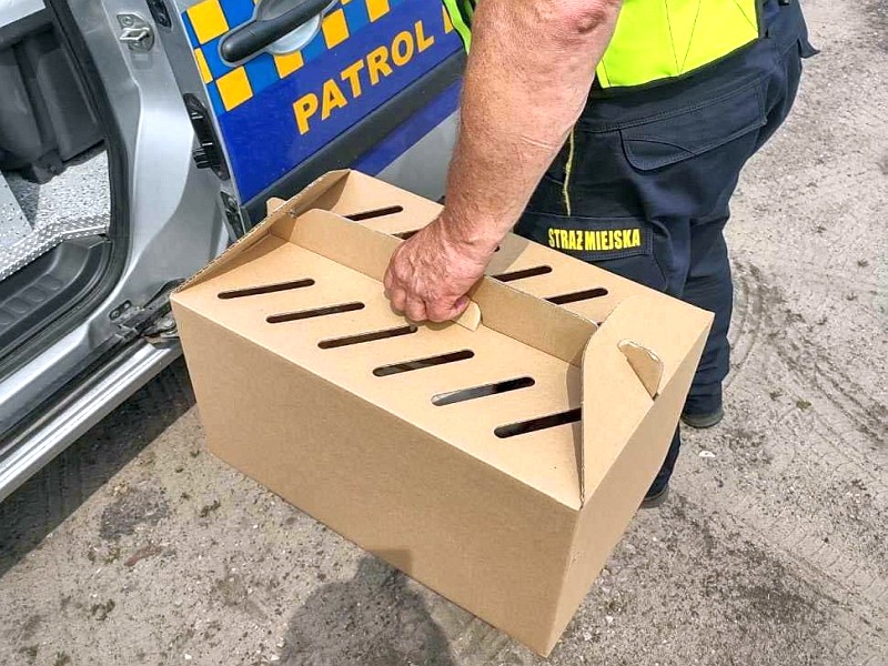 Strażnik z&nbsp;Ekopatrolu przenoszący do samochodu gołębia w&nbsp;kartonowym transporterze.