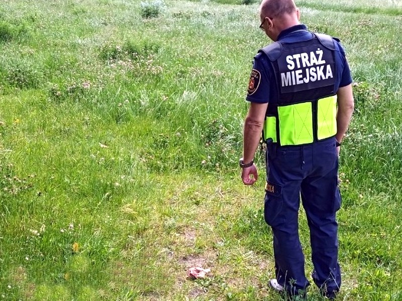 Strażnik miejski oglądający rozrzucone mięso na "psiej łączce".
