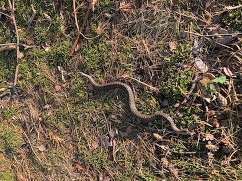 Żmija zygzakowata schwytana w&nbsp;Falenicy.